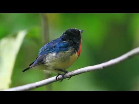 Bobuliar ohnivoprsý (Dicaeum ignipectus) — spev a hlas v prírode