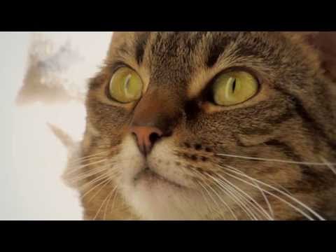 How Long Do Cats Live? - YouTube