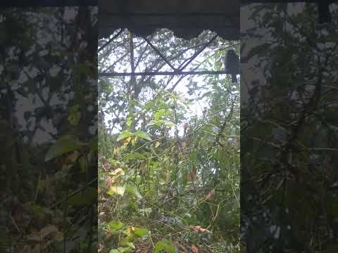 EMPAREJADOS EN MIRAFLORES BOYACÁ, COLOMBIA. #birds #funny #wildlife #nature #animals #birdsounds