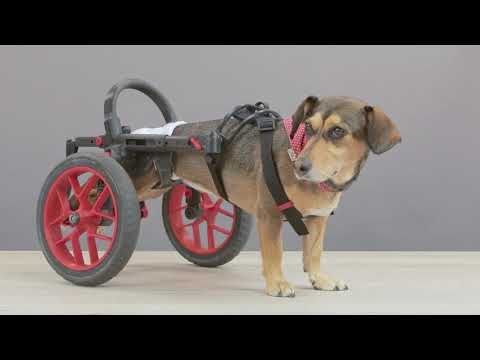 Placing your dog in AnyoneGo wheelchair