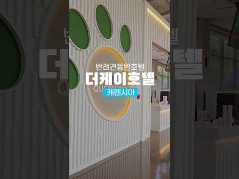 반려견과 함께 갈 수 있는 경주 숙소&amp;카페 #shorts #여행 #경북여행 #travel