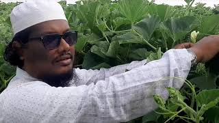 লাউ কুমড়া ফল কেন ঝরে যায় বা পচে যায়