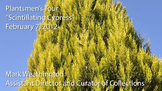 &quot;Scintillating Cypress&quot;
