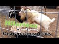 Funny Mating Antics Of Goats
