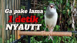 Download lagu KENARI GACOR  Cuit CUIT BIRAHI UNTUK PANCINGAN & MASTERAN Kenari PAUD AGAR BUNYI DAN NGEROL mp3