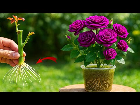 Simple method to help rose branches root quickly and bloom 100 times faster
