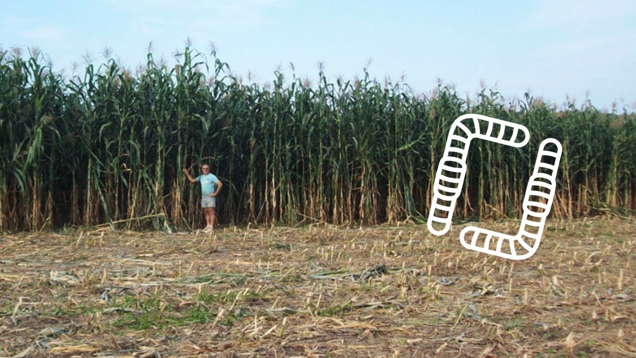 Maïs de 5m en semis-direct chez Christian ABADIE - Rencontre avec Stéphane LE FOLL