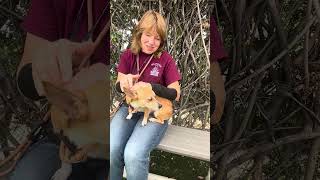 Video preview image #1 Chihuahua Puppy For Sale in Pasadena, CA, USA