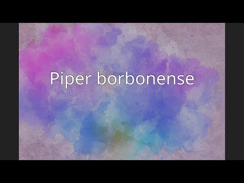Piper borbonense
