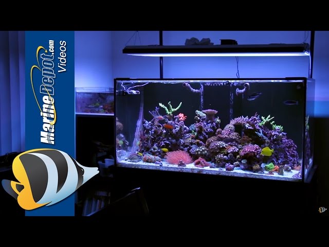 Featured Reef Tank: Cody's 120 Gallon Zoa Garden