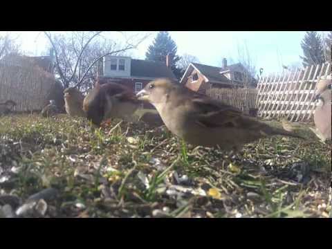 Sparrows and pigeons fight over seeds