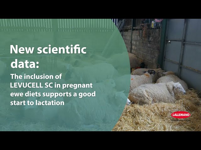 live yeast | Lallemand Animal Nutrition live yeast | Lallemand Animal Nutrition