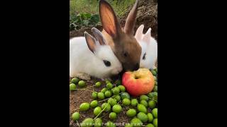 Download lagu rabbit😍#shortvideo #khargosh #khargosh #rabbit #tiktok #shorts mp3 Download lagu rabbit😍#shortvideo #khargosh #khargosh #rabbit #tiktok #shorts mp3