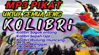 Download lagu suara pikat semua kolibri . kolibri ribut terbaru mp3