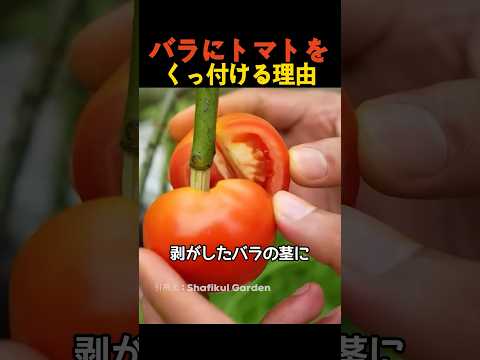 ジューシーな果実を得るためにトマトの植物をいつ、どのように正しく剪定すればよいでしょうか?  庭園