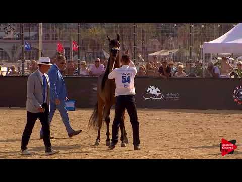 N.54 LOULOU AL NASSER - Menton 2018 - 3 Years Old Fillies (Class 3)