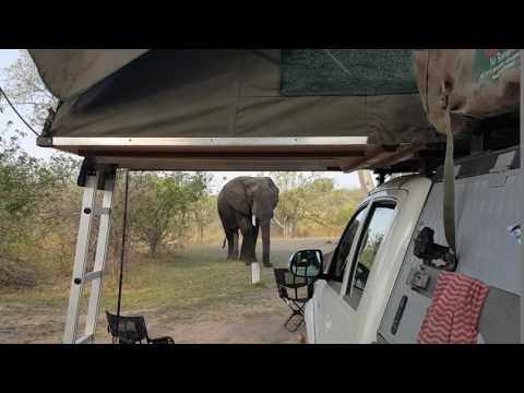 Elefant auf Third Bridge Campsite (7.10.16)