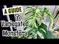 A Care Guide to Variegated Monstera A Care Guide to Variegated Monstera