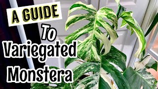 A Care Guide to Variegated Monstera