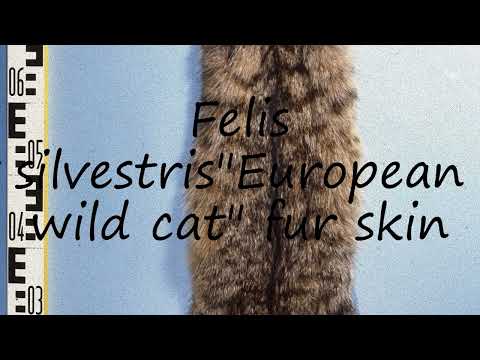 How to pronounce Felis silvestris"European wild cat" fur skin in English?
