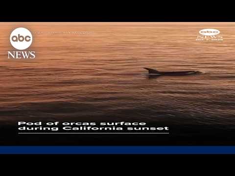 Orcas bask in sunset glow