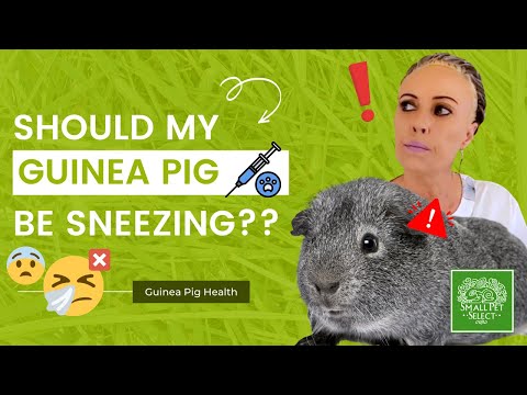 Is Guinea Pig Sneezing Normal?