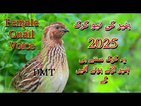 Batair ki new kirak 2025//Female Quail voice