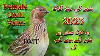 Download lagu Batair ki new kirak 2025//Female Quail voice mp3