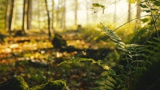 relaxdaily N°086 - Light Instrumental Music -- dream, think, create, relax