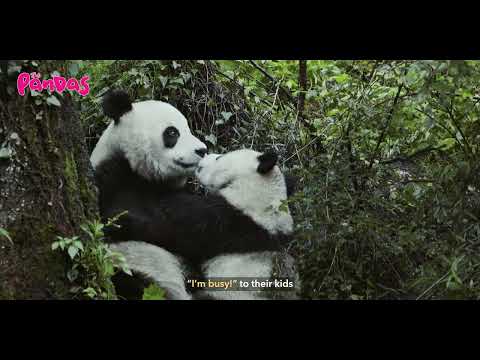 foodpanda: food & groceries Video
