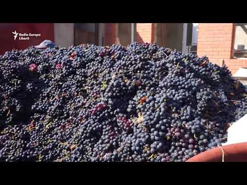 No Comment. La cules și zdrobit de struguri.