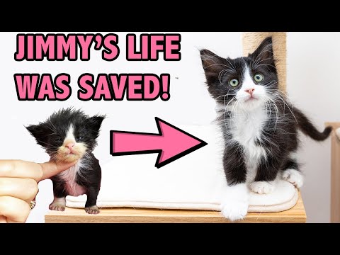 Saving a Sick and Starving Kitten - How Supportive Care Saved Jimmy