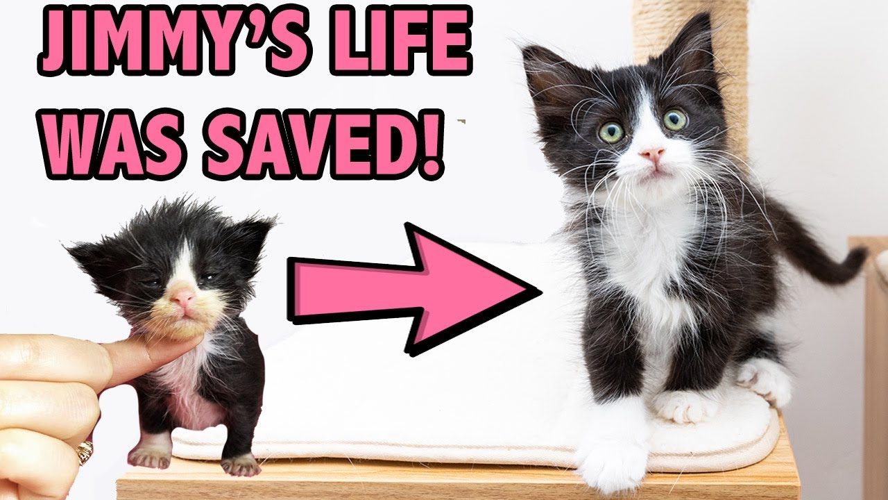 Saving a Sick and Starving Kitten - How Supportive Care Saved Jimmy
