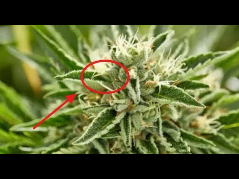 Top 5 Cannabis Seed Banks 2025 | Where to Get the Right Genetics