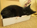 Cat With A Loud Snore