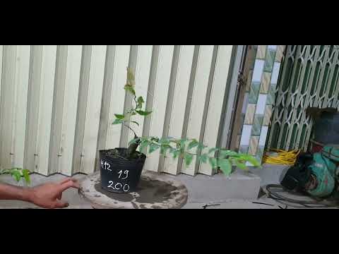 Giao lưu mai cúc thọ hương và nhiều loại mai ngày 22,10,2023 ĐT 0977329080 hiền