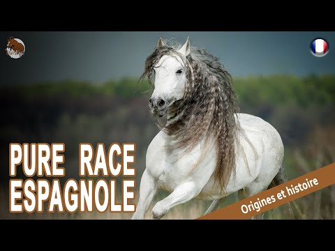 , title : 'CHEVAL PURE RACE ESPAGNOLE, de magnifiques chevaux, connus dans le monde entier, ORIGINE DES RACES'