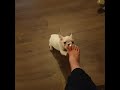 Excited Frenchie Pups Nibbling on My Toes