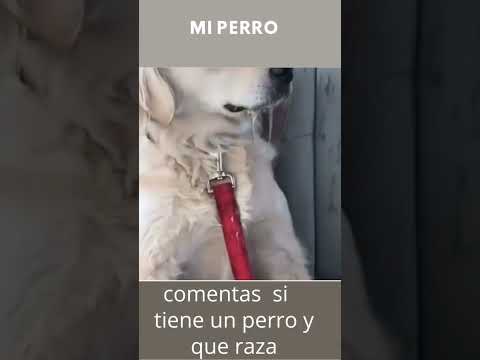 Videos De Risa De Animales 2023 - Perros y Gatos Chistosos - Videos De Animales Graciosos #3 #shorts