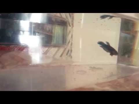 Betta fish, something is really wrong. Dying? Should I have made a video of this?