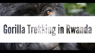 preview picture of video 'Gorilla Trekking in Rwanda'