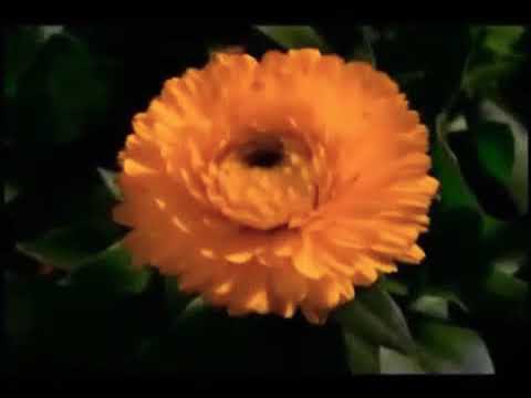 Happy birthday song 😍😘😅