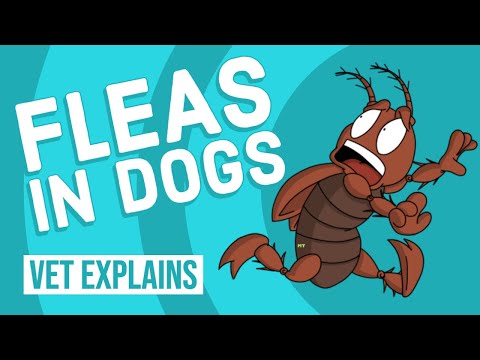 YouTube video about: Why does my dog flea bite me?