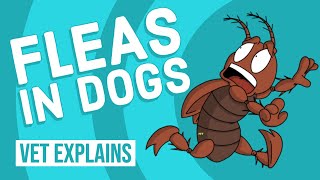 Fleas In Dogs | Vet Explains