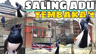Download lagu SIMULASI Lomba KACER mp3