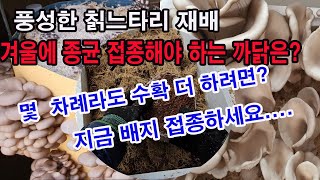 풍성한 칡느타리재배. 겨울에 종균 접종 해야 하는 까닭? 몇 차례라도 수확 더하려면 지금 배지 접종하세요.(…