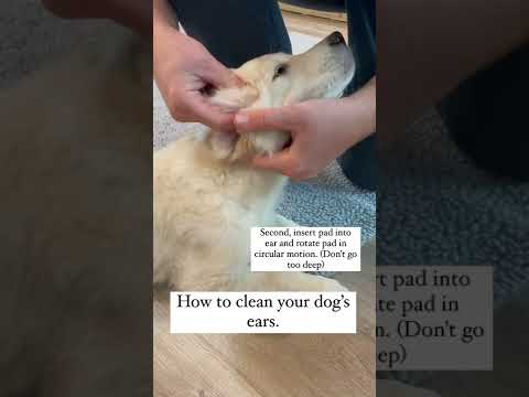 How to Clean your Dogs Ears!
