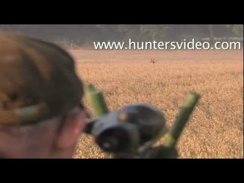 Kapitale Rehböcke - Hunters Video