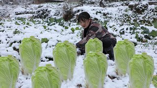 Video : China : Chinese cabbage