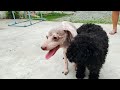 NO NEED SHOOTER BANE SILVER PHANTOM POODLE DOG MATING